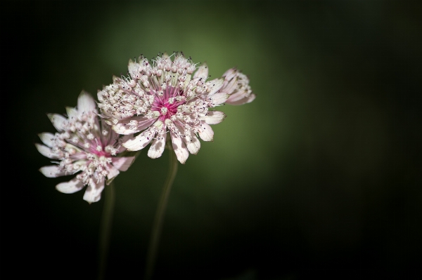 Nature branch blossom plant Photo