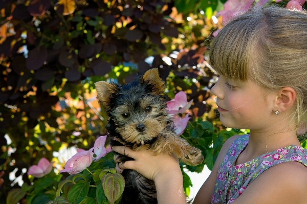 Girl sweet flower puppy Photo