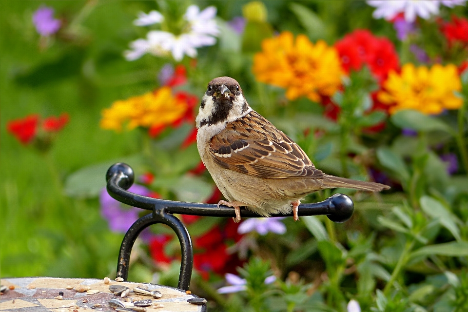 Nature grass bird lawn