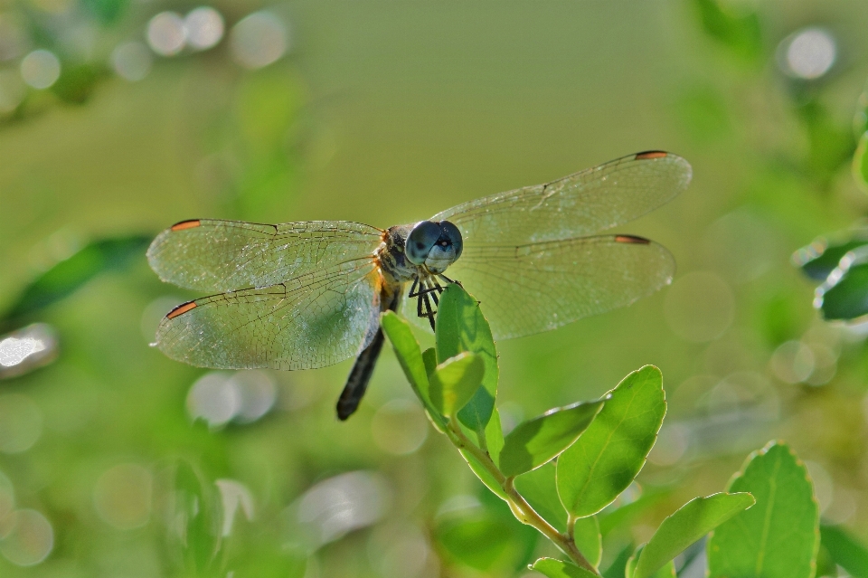 Naturaleza bokeh
 hoja flor