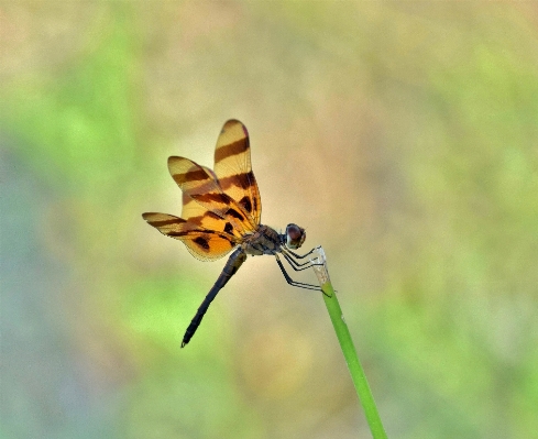 Nature wing bokeh photography Photo