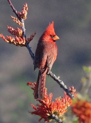 Nature branch bird flower Photo