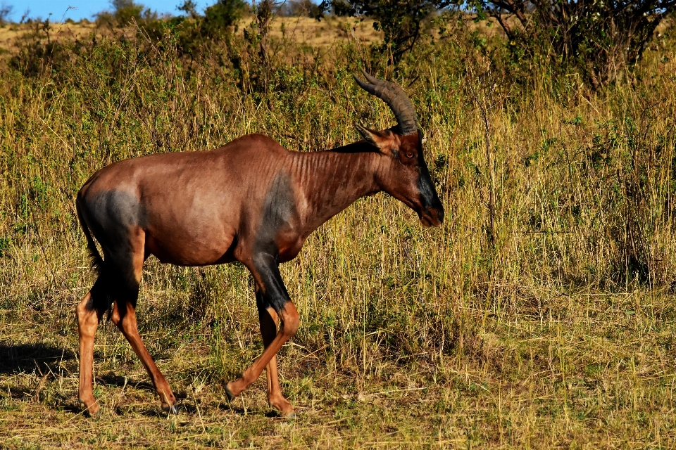 Wildnis
 wiese
 prärie
 tier