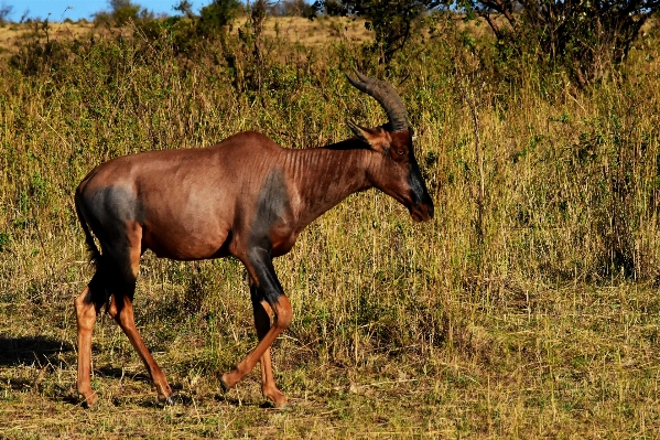 Photo Région sauvage
 prairie
 animal faune