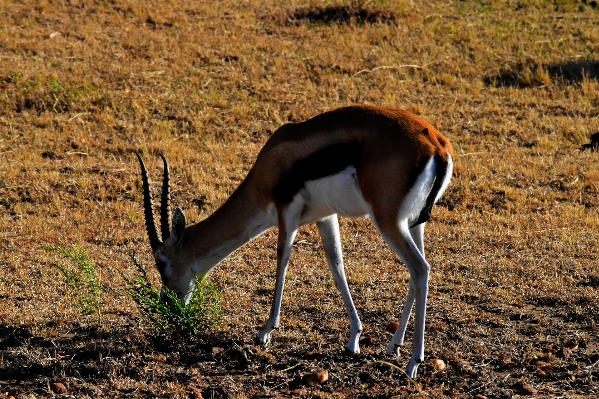 Foto Gurun
 satwa margasatwa afrika