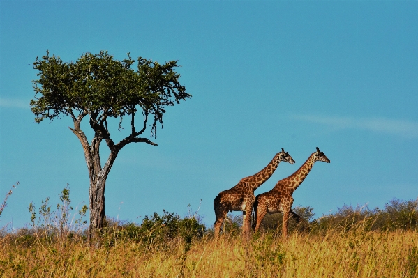 Wilderness prairie adventure travel Photo