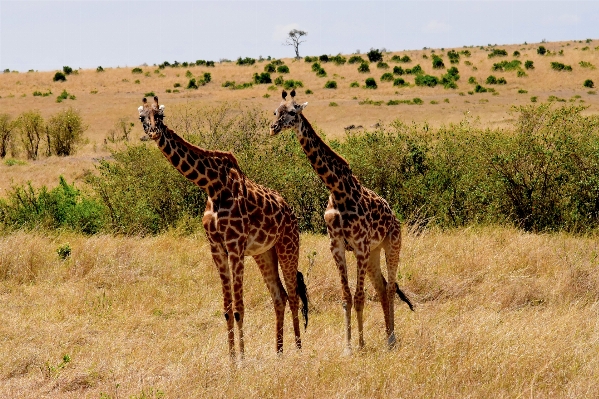 Wilderness prairie adventure travel Photo