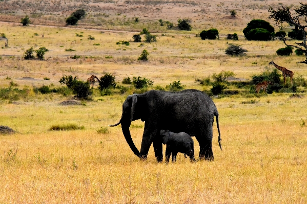 Wilderness prairie adventure travel Photo