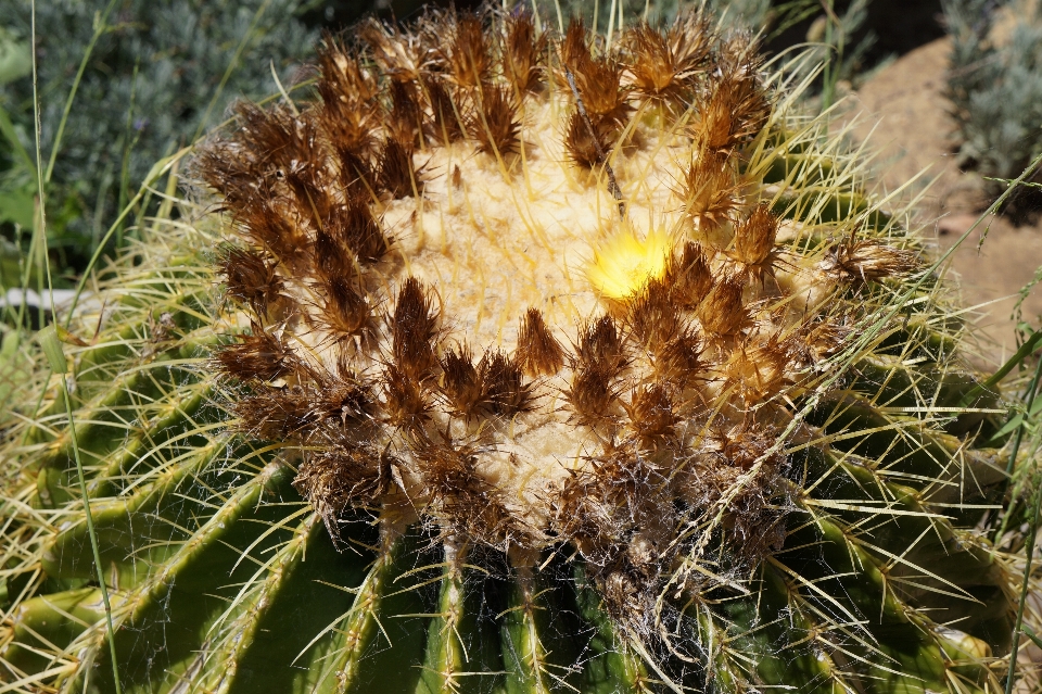 Cactus
 pianta fiore fioritura