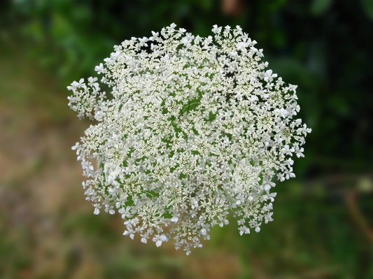 Nature branch blossom plant Photo