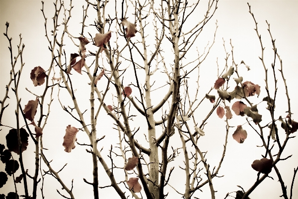 Foto Albero natura ramo autunno