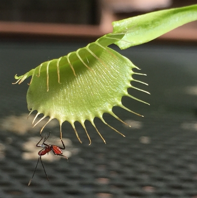 Branch plant leaf flower Photo