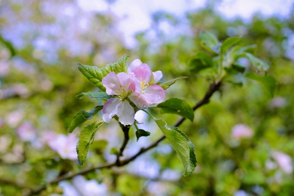 Tree nature branch blossom Photo