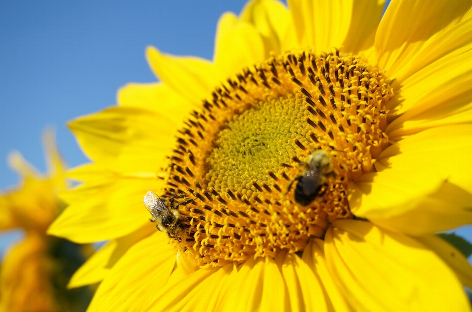 Natura all'aperto fiore crescita