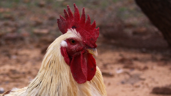 Foto Burung peternakan merah paruh