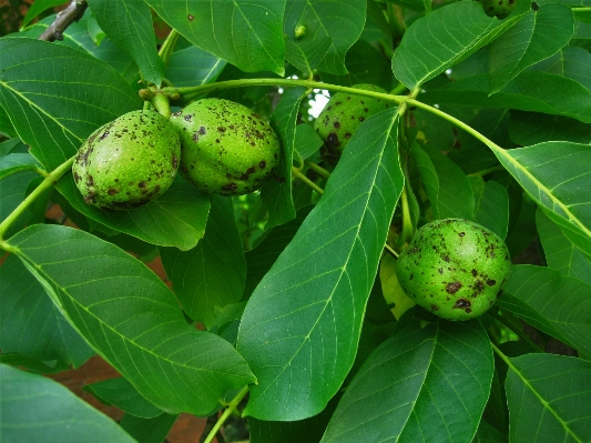 Tree nature growth plant Photo