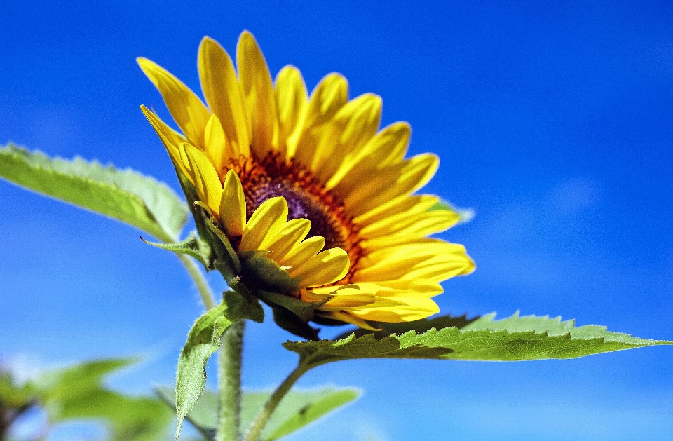 Nature plant sky field