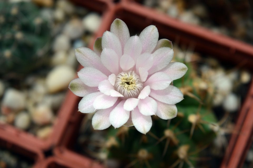 Fiore cactus
 pianta petalo