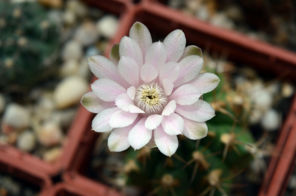 Foto Florescer cacto
 plantar flor