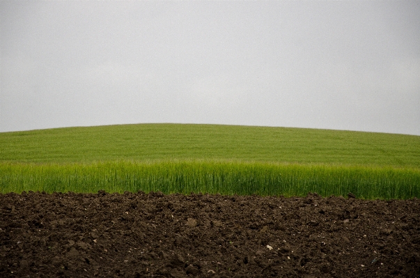 Nature grass horizon plant Photo