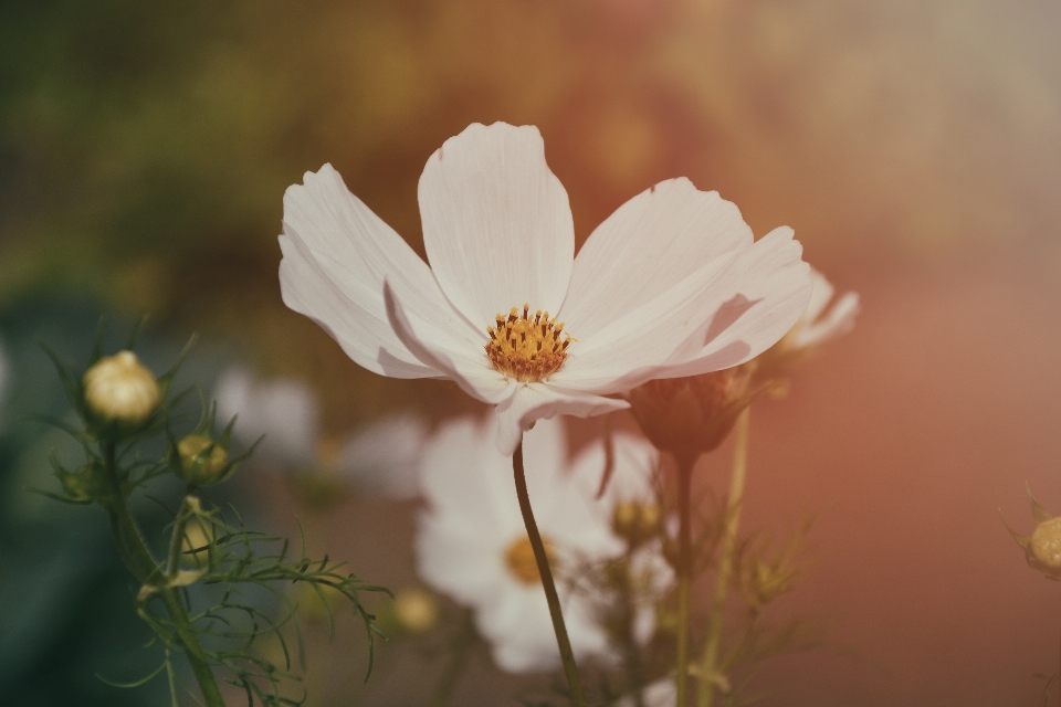 Natura fiore pianta fotografia