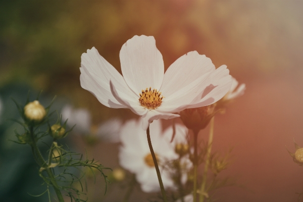 Nature blossom plant photography Photo