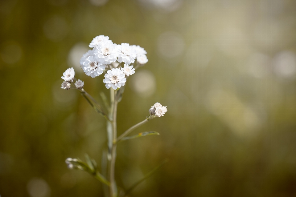 Naturaleza rama florecer planta