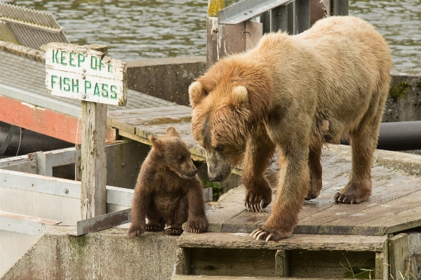 Nature wilderness dock female Photo