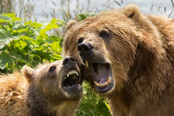 Nature wilderness female bear Photo