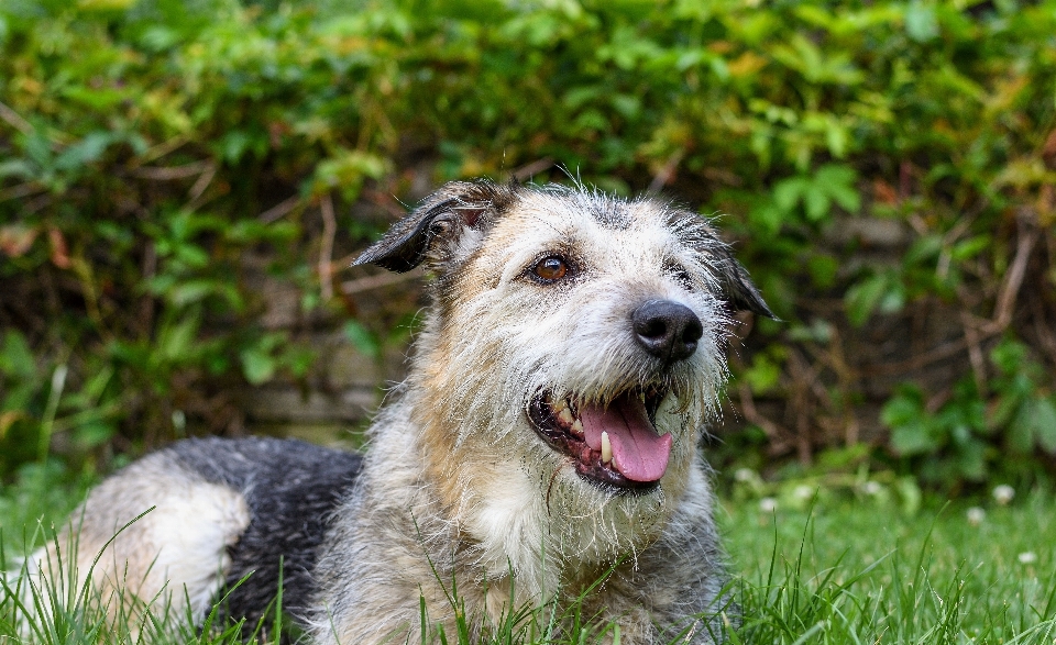 Sicht hund tier haustier