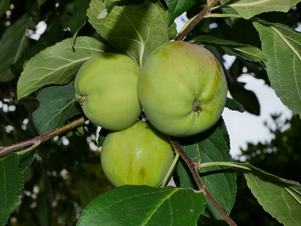 Apple pohon alam cabang