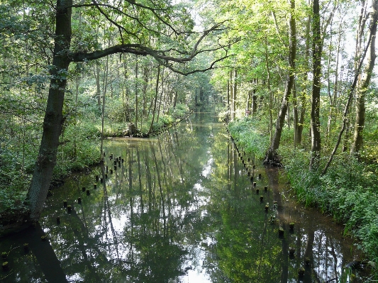 Landscape tree water forest Photo