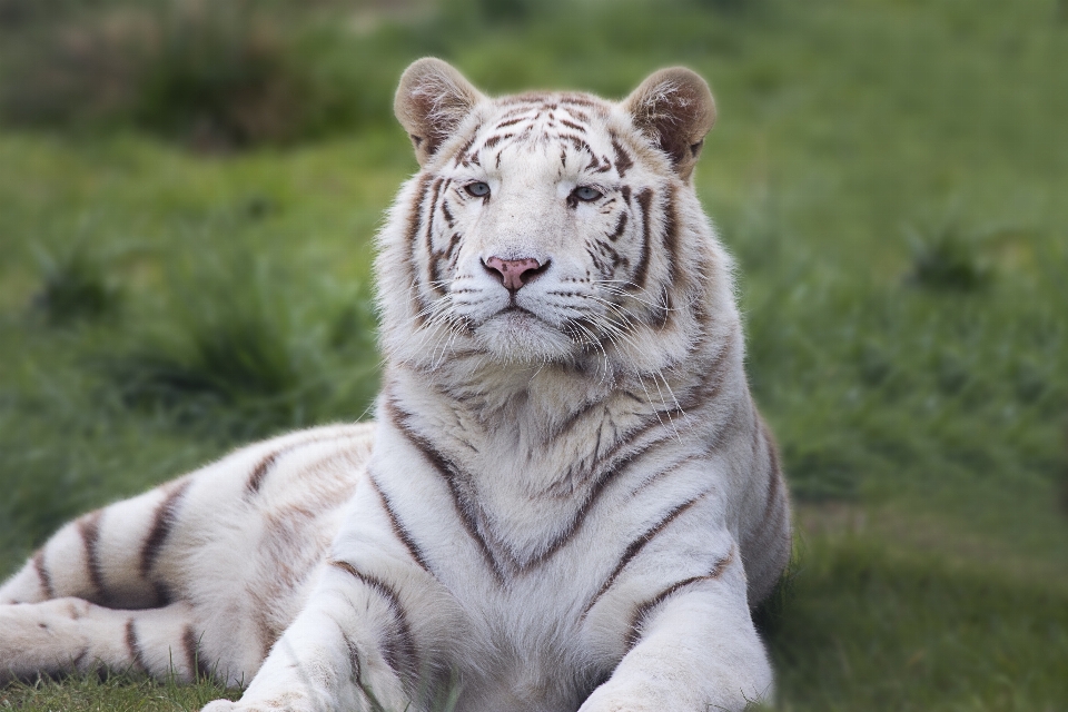 Nature blanc animal faune