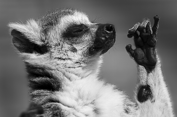 Foto Bianco e nero
 fotografia carino