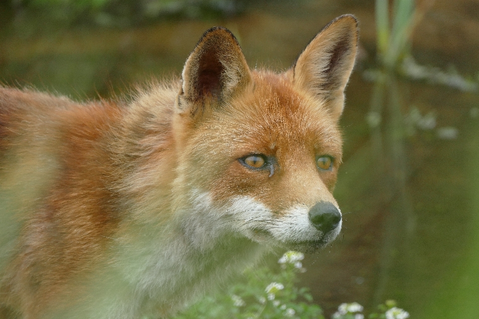 Natur tierwelt wild säugetier