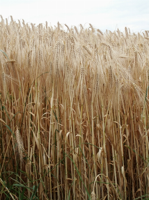 Nature grass plant field