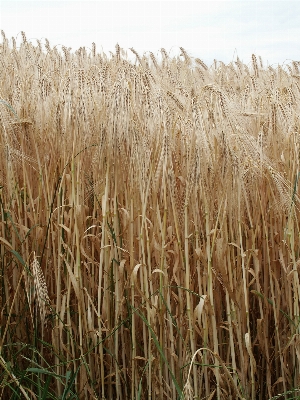 Nature grass plant field Photo