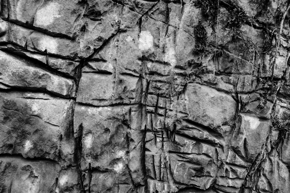 Photo Arbre rock bifurquer noir et blanc
