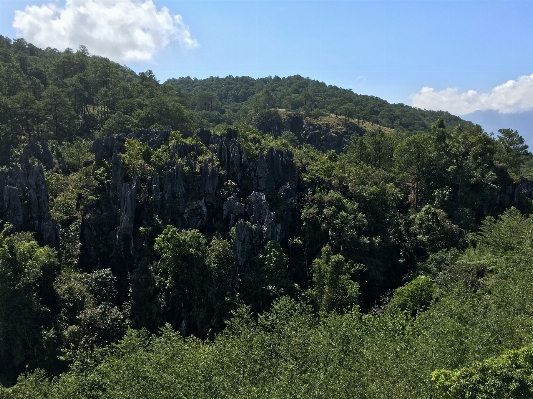 風景 木 自然 森 写真