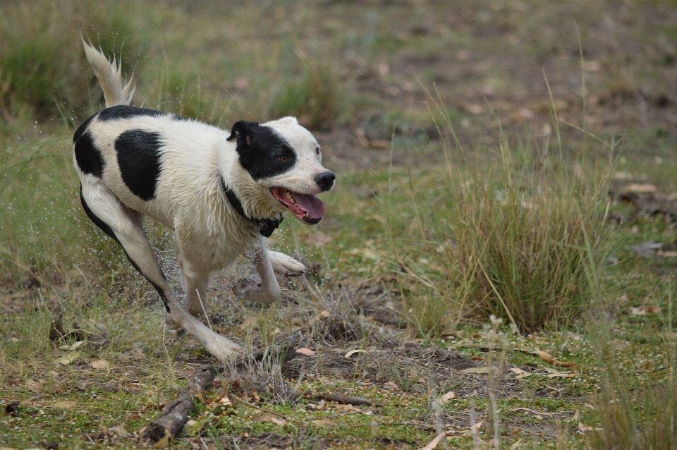 Draussen hund tier säugetier