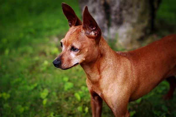 Foto Anjing satwa peliharaan mamalia