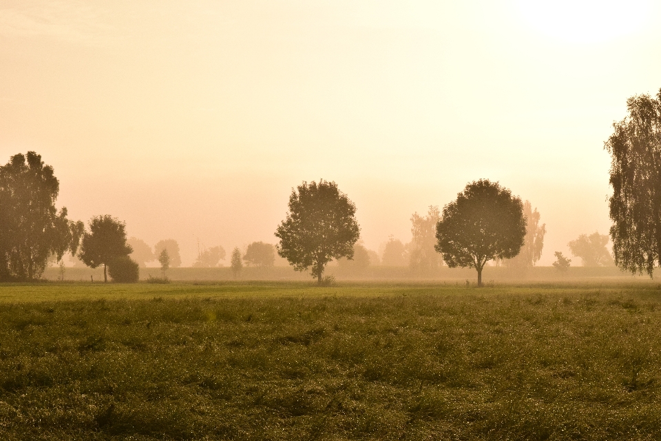 Landscape tree nature grass