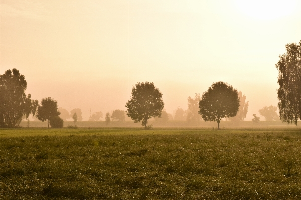 Landscape tree nature grass Photo