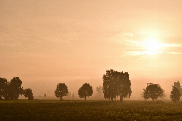 Landscape tree nature horizon Photo