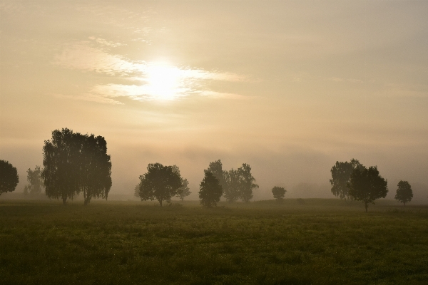 Landscape tree nature horizon Photo