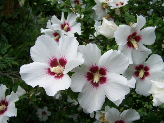 Plant flower petal botany Photo