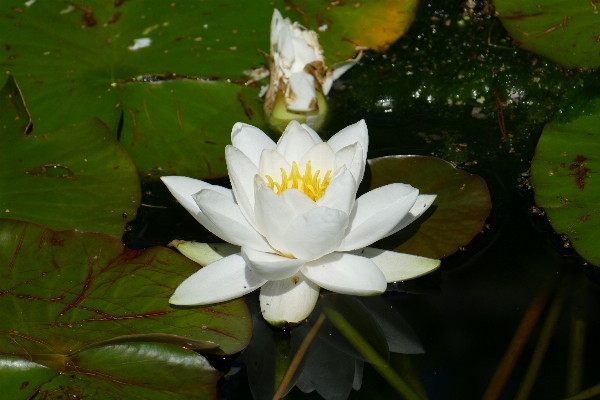 Foto Agua naturaleza florecer planta