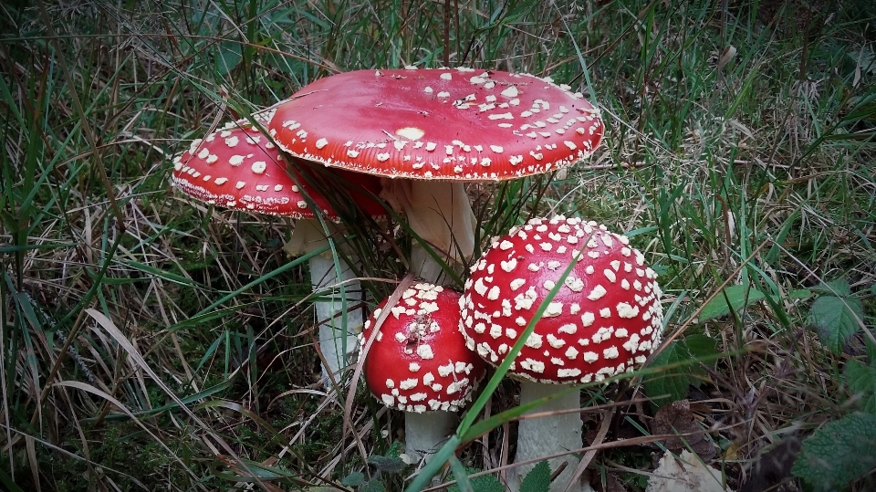 Alam hutan rumput padang rumput
