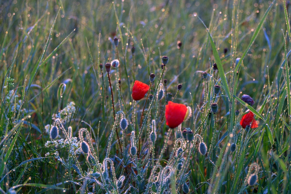 Nature grass plant field