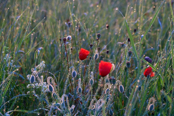 Nature grass plant field Photo